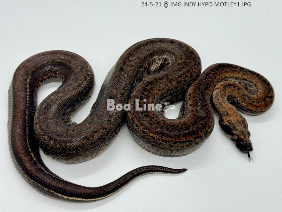 IMG INDY HYPO MOTLEY